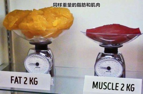 體脂率與健身